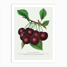 Vintage Botanical Art Print _2697925 Art Print