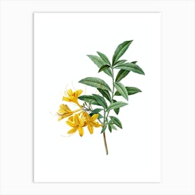 Vintage Yellow Azalea Botanical Illustration on Pure White n.0077 Art Print