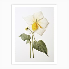 Pressed Wildflower Botanical Art Great White Trillium Art Print