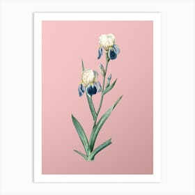 Vintage Elder Scented Iris Botanical on Soft Pink n.0532 Art Print