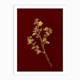 Vintage Cape African Queen Botanical in Gold on Red n.0115 Art Print