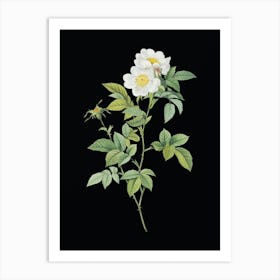 Vintage White Anjou Roses Botanical Illustration on Solid Black n.0431 Art Print