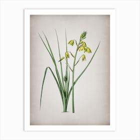 Vintage Slime Lily Botanical on Parchment n.0120 Art Print