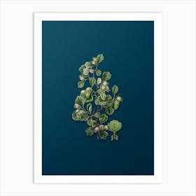 Vintage Spathula Leaved Thorn Flower Botanical Art on Teal Blue n.0477 Art Print