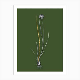 Vintage Allium Foliosum Black and White Gold Leaf Floral Art on Olive Green n.1183 Art Print