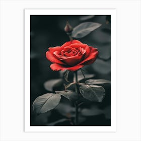 Red Rose 26 Art Print