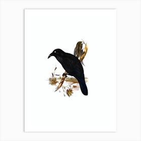 Vintage White Eyed Crow Bird Illustration on Pure White n.0293 Art Print