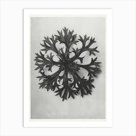 Willkomm S Saxifrage (1928), Karl Blossfeldt Art Print