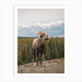 Rocky Mountain Bighorn Sheep Art Print