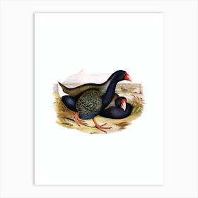 Vintage Notornis Takahe Bird Illustration on Pure White Art Print