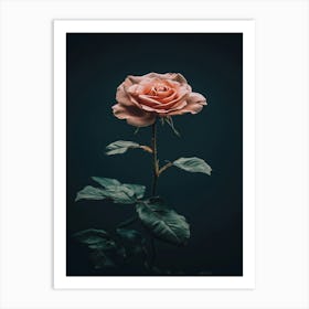 Single Rose On Dark Background 4 Art Print