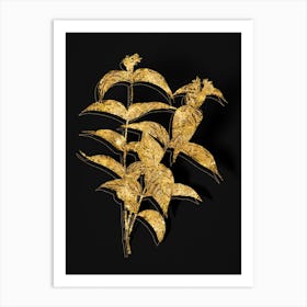 Vintage Northern Bush Honeysuckle Flowers Botanical in Gold on Black n.0116 Art Print