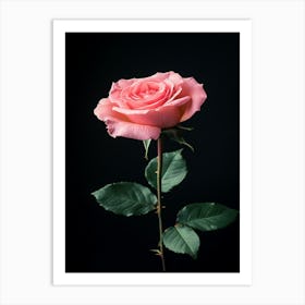 Pink Rose On Black Background 26 Art Print