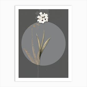 Vintage Botanical Ixia Maculata on Circle Gray on Gray n.0053 Art Print