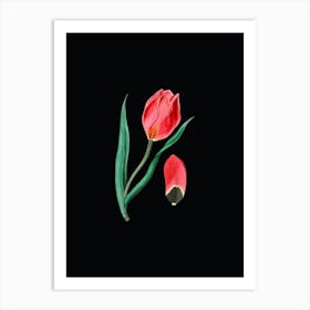 Vintage Sun's Eye Tulip Botanical Illustration on Solid Black n.0185 Art Print
