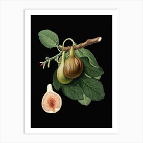 Vintage Fig Botanical Illustration on Solid Black n.0514 Art Print