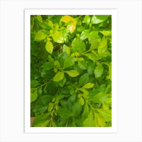 Green Leaves On A Bush Art Print