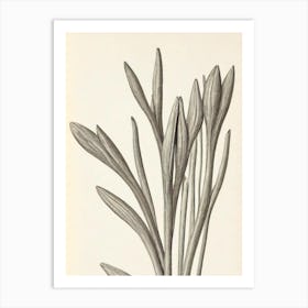 Crocus Vintage Botanical 2 Flower Art Print