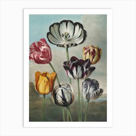 Tulips 3 Art Print