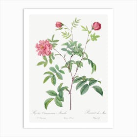 Cinnamon Rose, Pierre Joseph Redoute Art Print