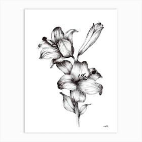 Black and White Flowers & Bud Art Print