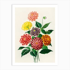 Dahlias 6 Art Print