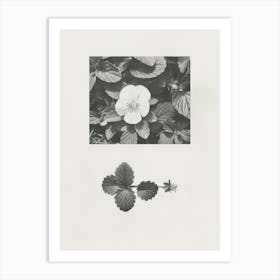 Pansy Flower Photo Collage 2 Art Print