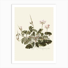 Geranium 10 Art Print