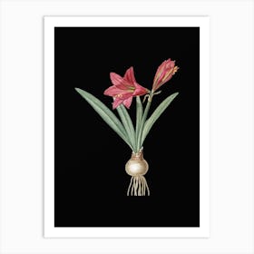 Vintage Hippeastrum Botanical Illustration on Solid Black Art Print