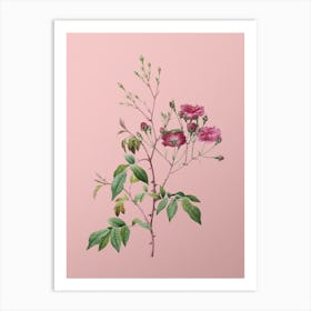 Vintage Pink Noisette Roses Botanical on Soft Pink n.0393 Art Print