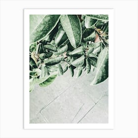 Eucalyptus Plant Art Print