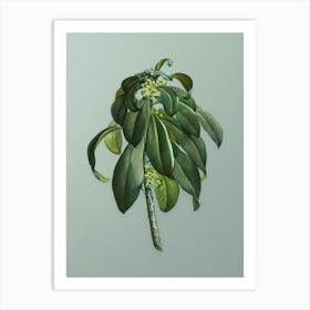 Vintage Spurge Laurel Weeds Botanical Art on Mint Green n.0708 Art Print