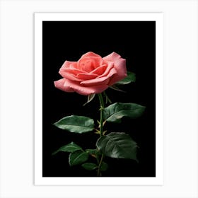 Pink Rose On Black Background 61 Art Print