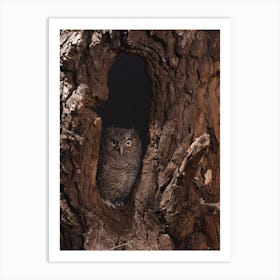 Juvenile Screech Owl Art Print