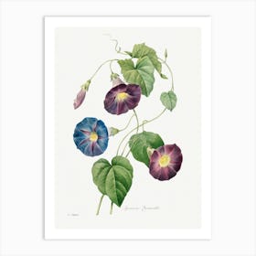 Morning Glory,  Pierre Joseph Redouté Art Print