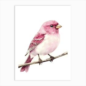 Pink Finch Art Print