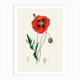 Vintage Botanical John Stephenson and James Morss Churchill Art Print_2731661 Art Print