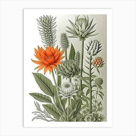 Botanical Illustration Art Print