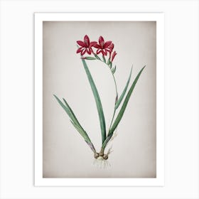 Vintage Gladiolus Cardinalis Botanical on Parchment n.0310 Art Print