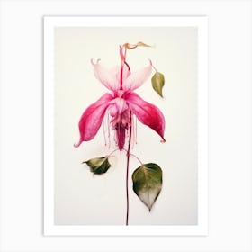Pressed Flower Botanical Art Fuchsia 1 Art Print