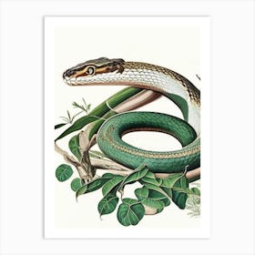 Mangrove Pit Viper Snake Vintage Art Print