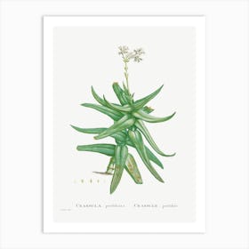 Crassula Perfoliata, Pierre Joseph Redoute Art Print