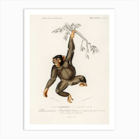 Chimpangze, Charles Dessalines D'Orbigny Art Print