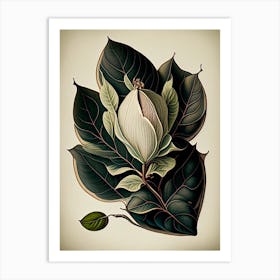 Magnolia Leaf Vintage Botanical 1 Art Print