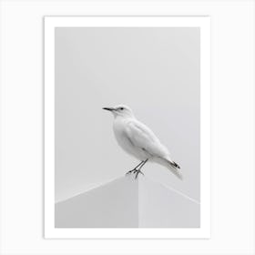 White Gull Art Print