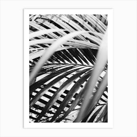 Black And White Palm Leaves 1 Art Print