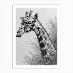 Giraffe With Head In The Branches Pencil Drawing 1 Art Print