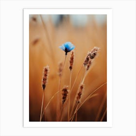 Blue Corn Flower No 1 Art Print