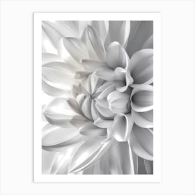 White Dahlia Flower Art Print