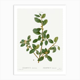 Italian Buckthorn, Pierre Joseph Redoute Art Print